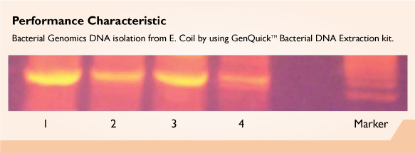 GenQuikTM Bacterial DNA Kit
